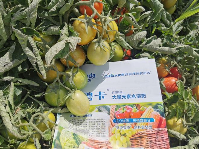 柿用什么肥料K8凯发西红