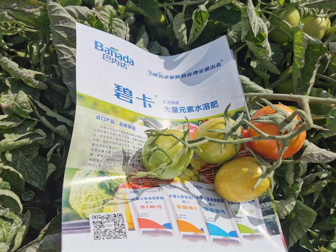 柿用什么肥料K8凯发西红(图2)